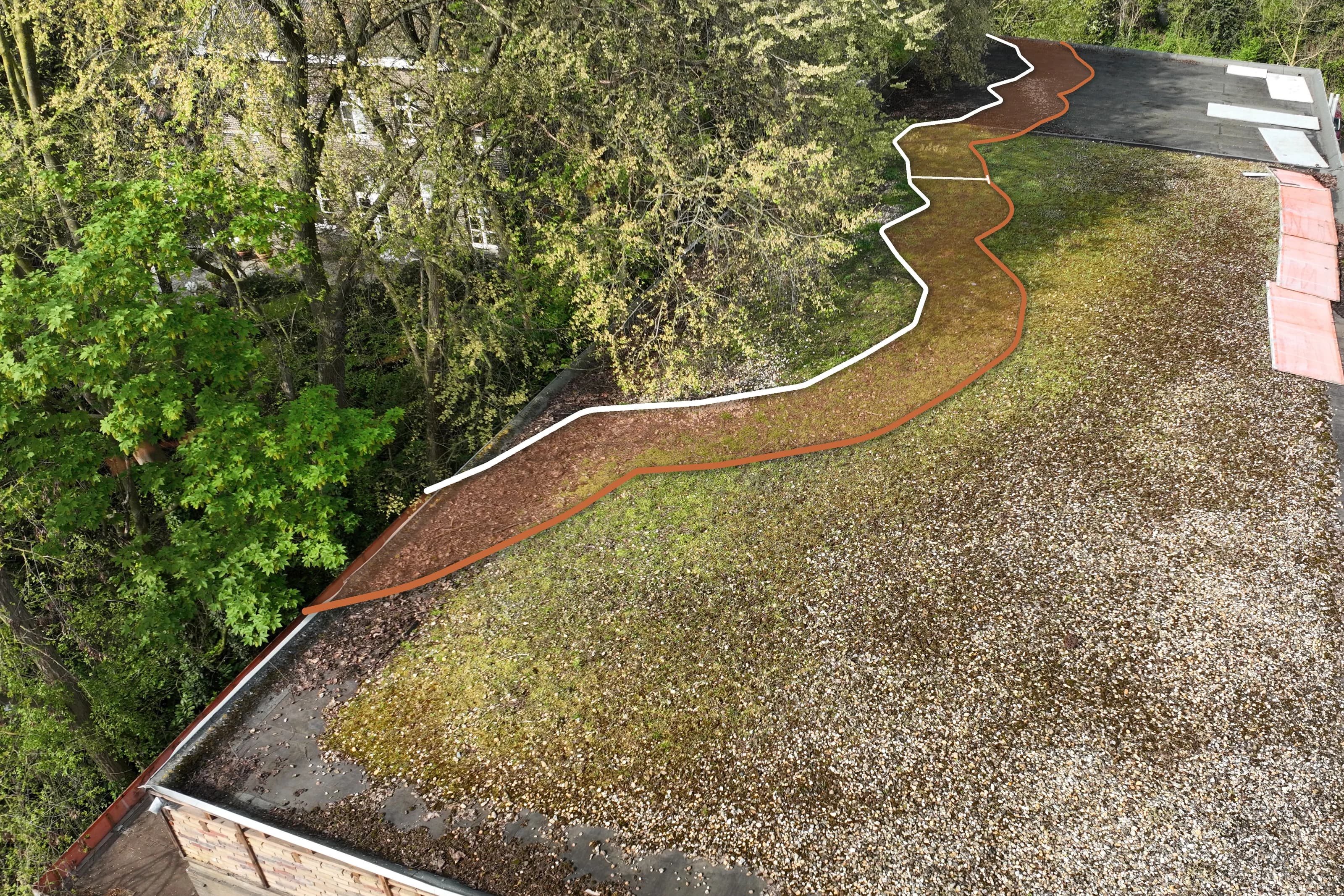 Dronefoto schuin van boven op het dak van een te slopen pand met de boomkronen ernaast: op het dak volgt een witte lijn de kroonprojectie en een terracotta lijn de kwetsbare boomzone